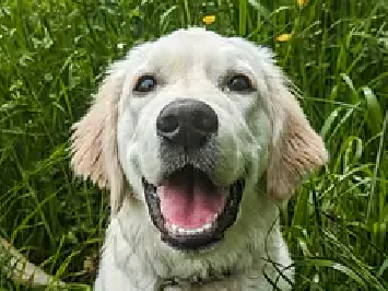 Koda